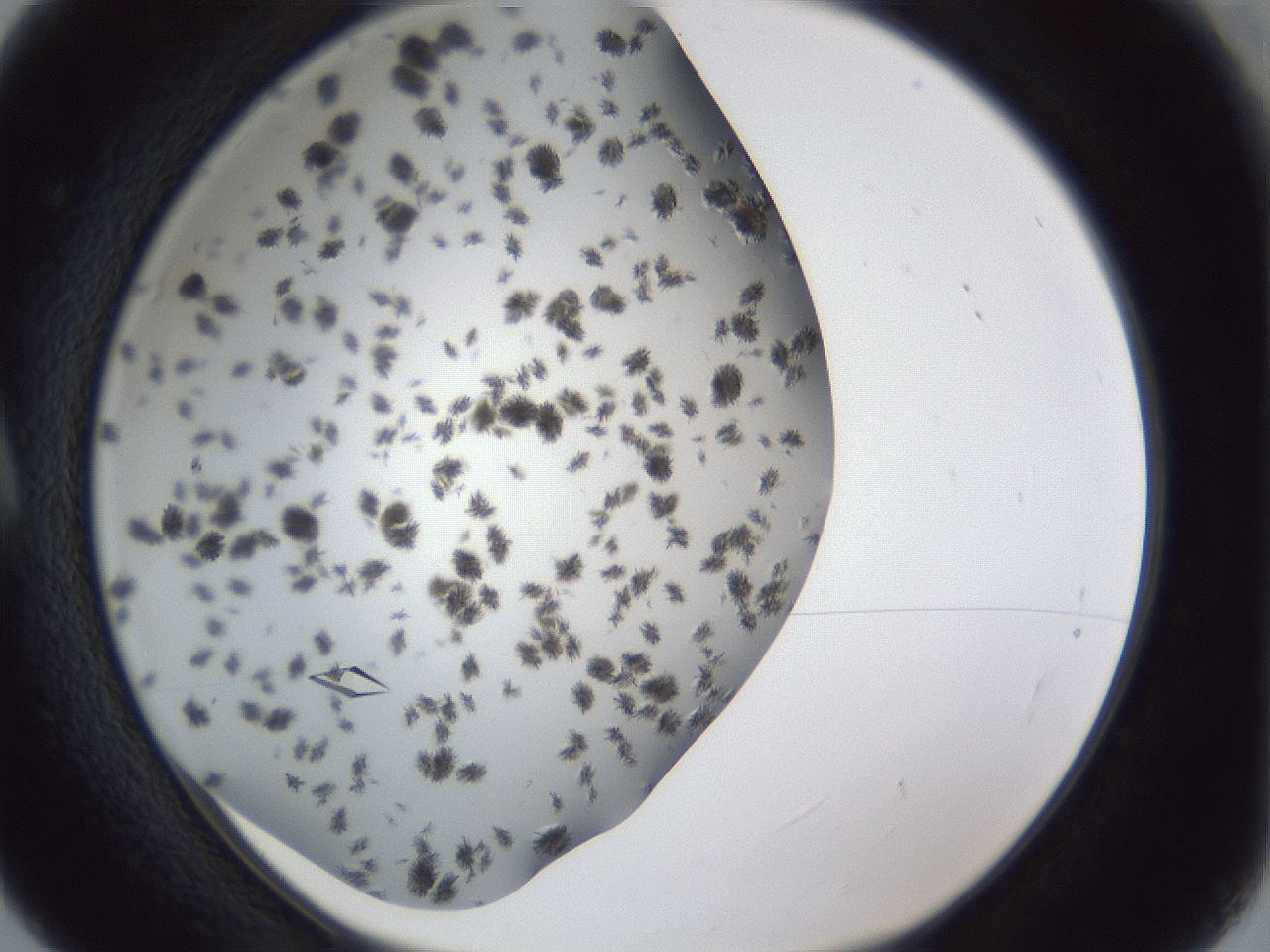 folderID899_plateID1899_batchID8120_wellNum5_profileID1_d1_r126960_ef.jpg
