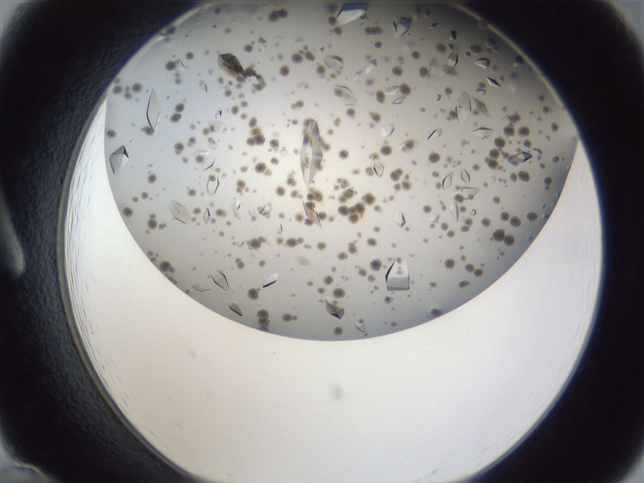 folderID899_plateID1899_batchID8128_wellNum12_profileID1_d1_r126967_ef.jpg