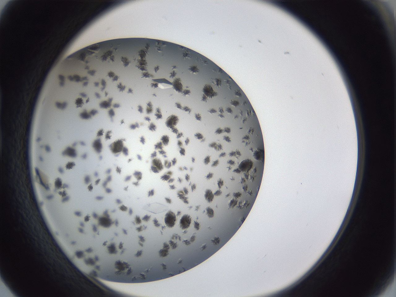 folderID899_plateID1899_batchID8128_wellNum17_profileID1_d1_r126972_ef.jpg