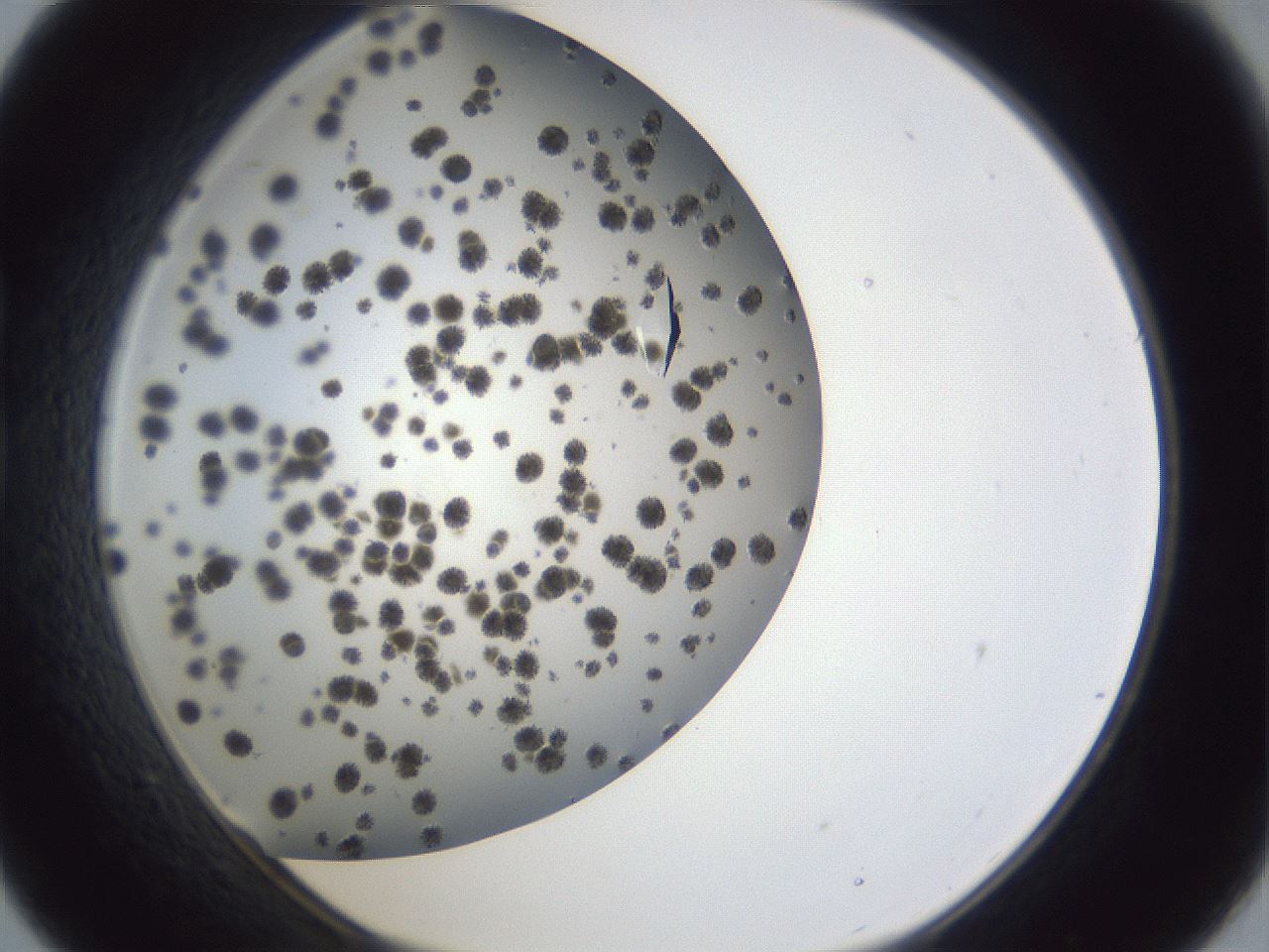 folderID899_plateID1899_batchID8128_wellNum21_profileID1_d1_r126976_ef.jpg