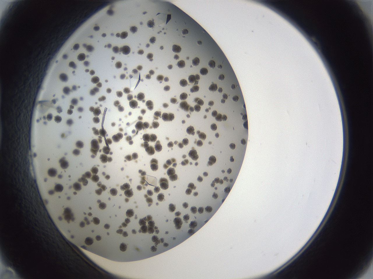 folderID899_plateID1899_batchID8128_wellNum23_profileID1_d1_r126978_ef.jpg