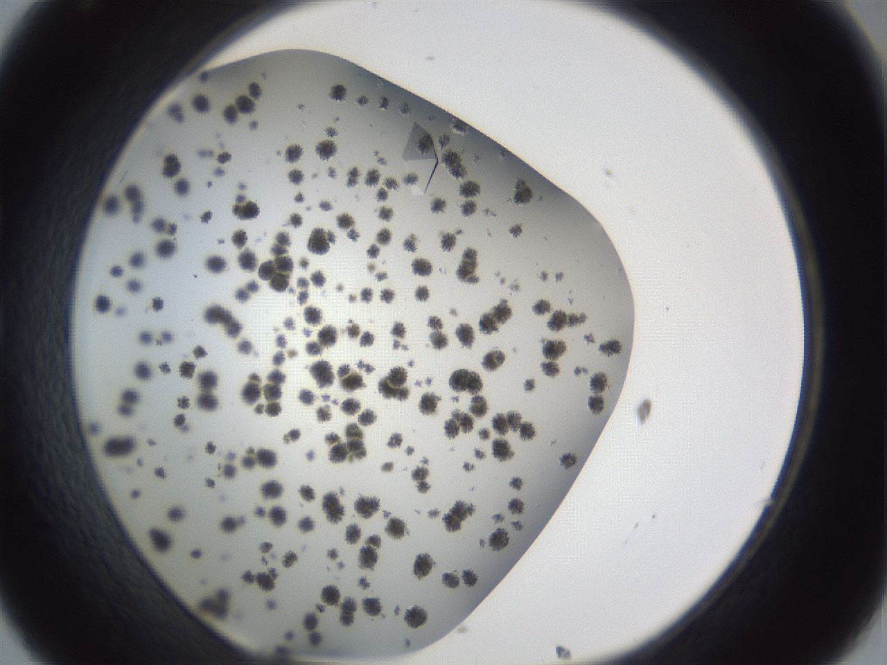 folderID899_plateID1899_batchID8128_wellNum32_profileID1_d1_r126987_ef.jpg