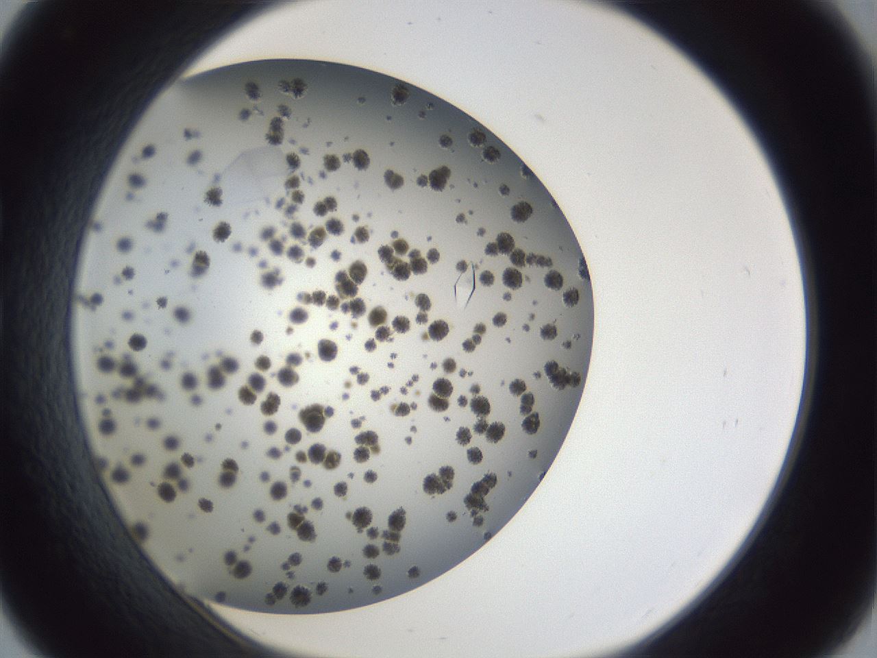 folderID899_plateID1899_batchID8128_wellNum33_profileID1_d1_r126988_ef.jpg