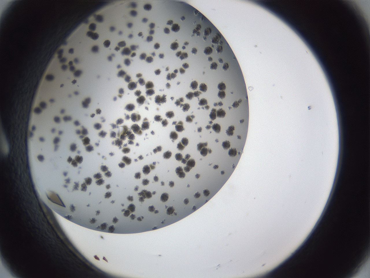 folderID899_plateID1899_batchID8128_wellNum8_profileID1_d1_r126963_ef.jpg