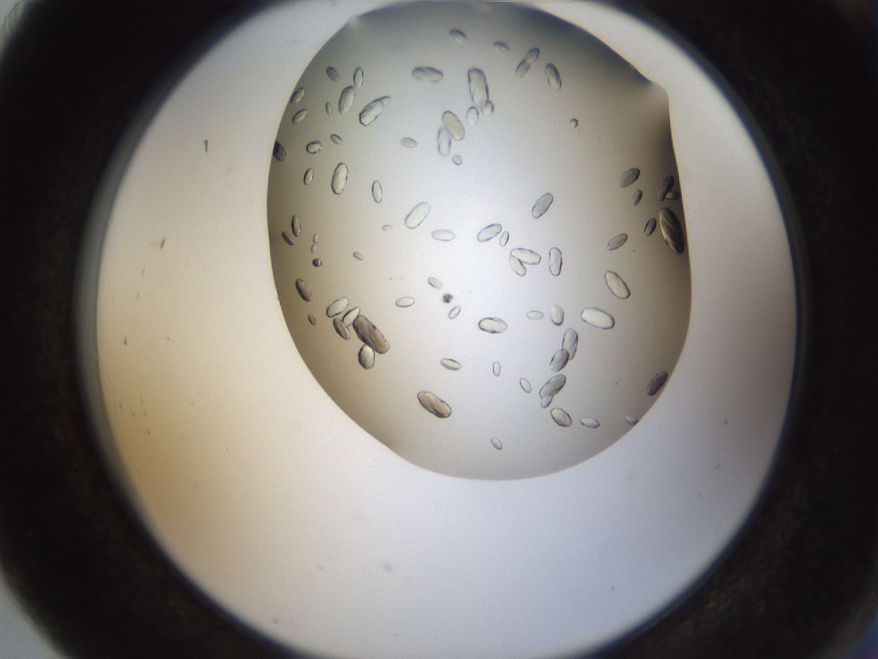 folderID8_plateID2008_batchID8885_wellNum91_profileID1_d2_r135203_ef.jpg