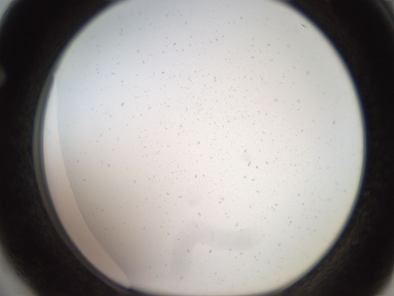folderID629_plateID1629_batchID6827_wellNum64_profileID1_d1_r109010_ef.jpg