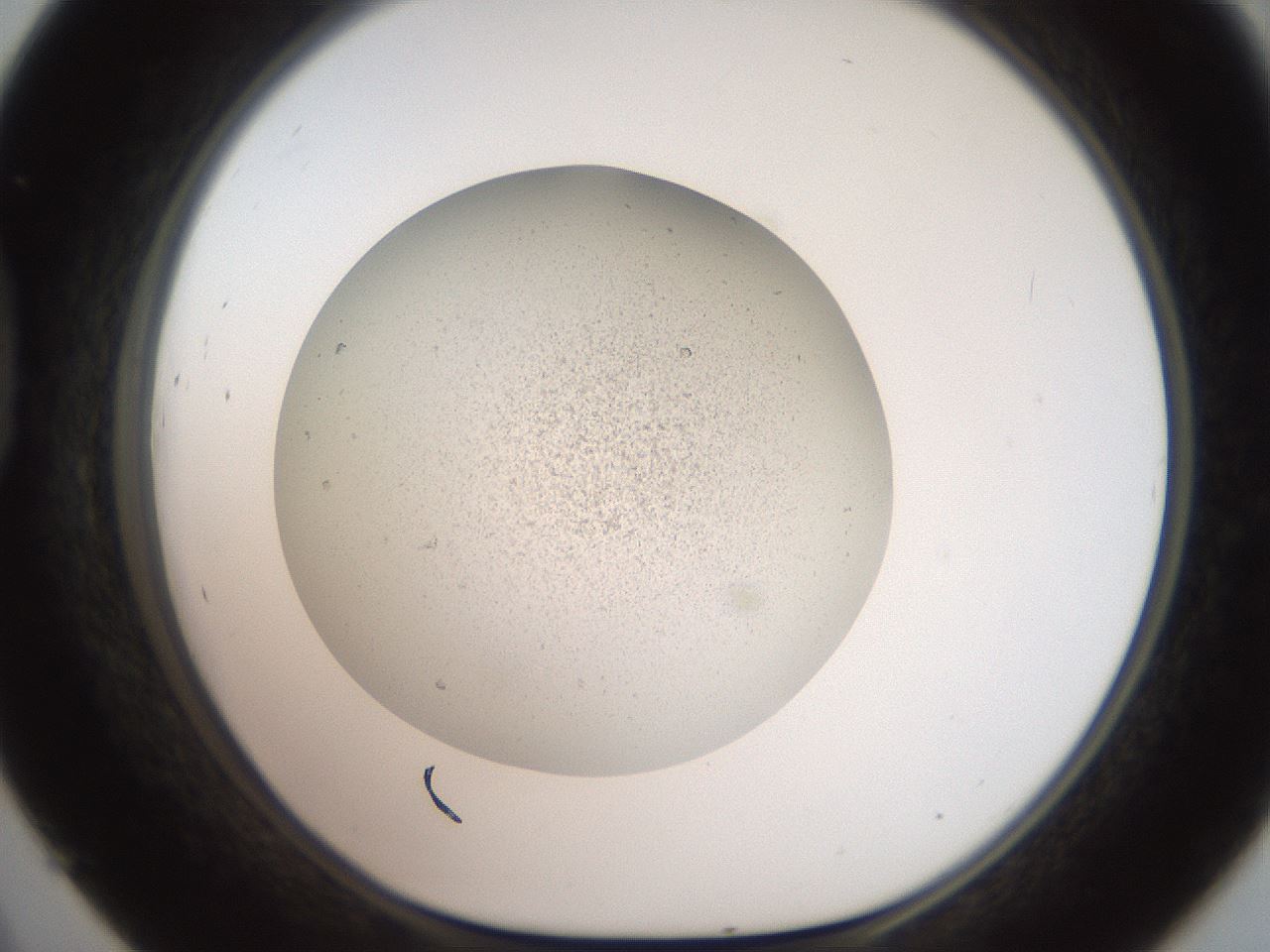 folderID630_plateID1630_batchID6829_wellNum45_profileID1_d1_r109183_ef.jpg