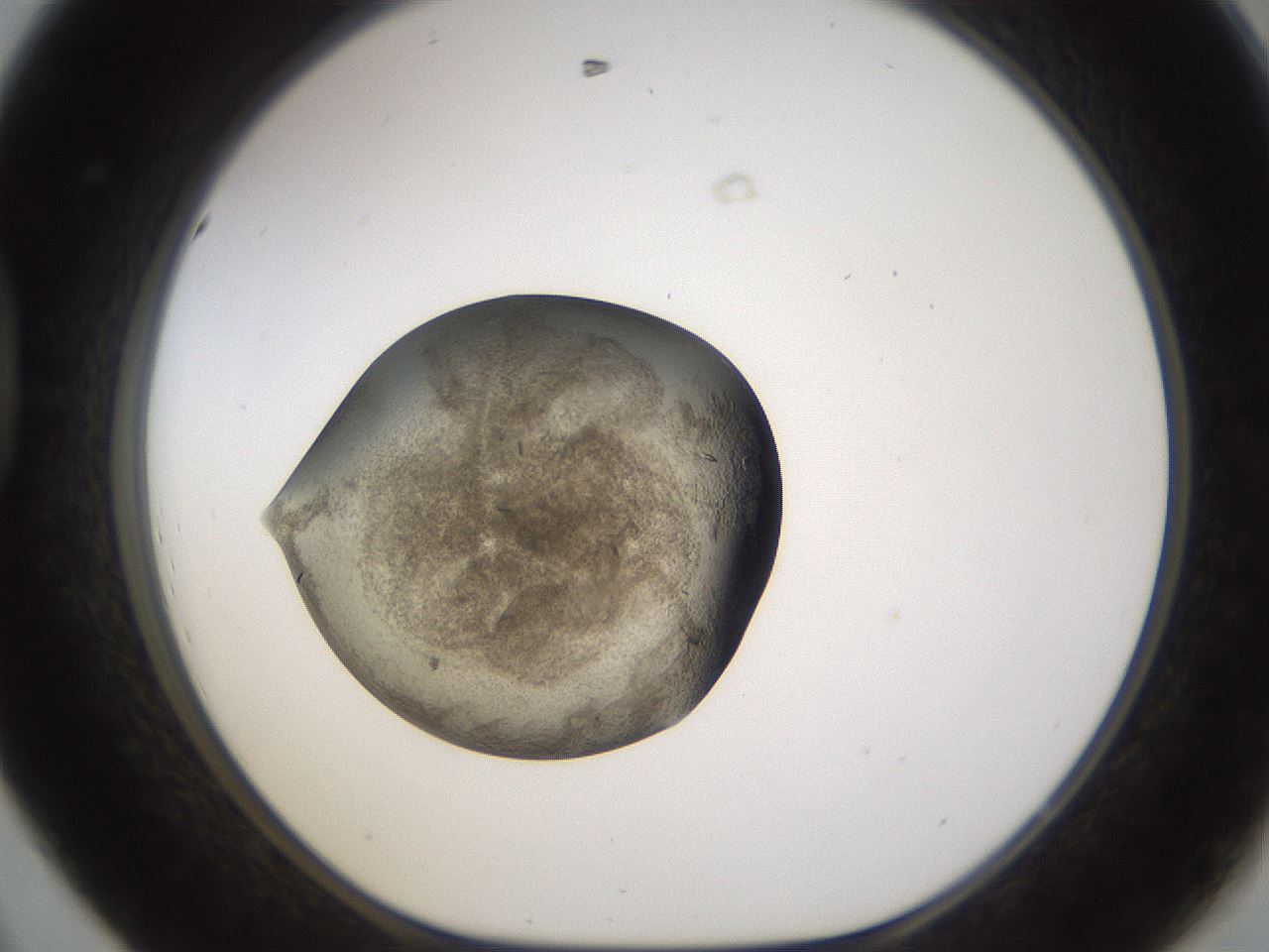 folderID634_plateID2634_batchID13212_wellNum44_profileID1_d1_r209472_ef.jpg