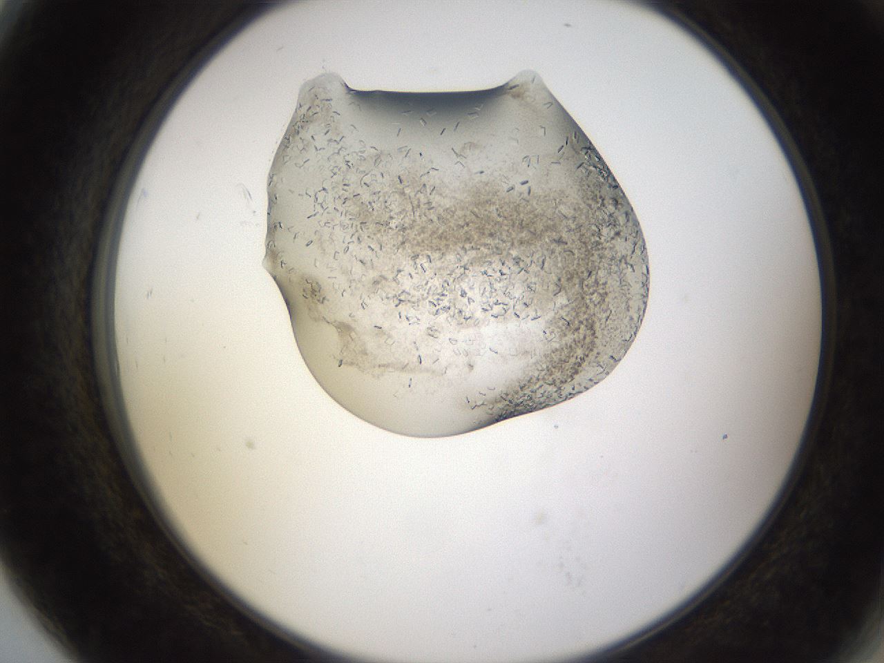 folderID634_plateID2634_batchID13212_wellNum79_profileID1_d2_r209543_ef.jpg