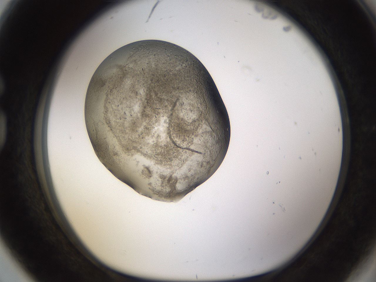 folderID634_plateID2634_batchID13212_wellNum80_profileID1_d1_r209544_ef.jpg