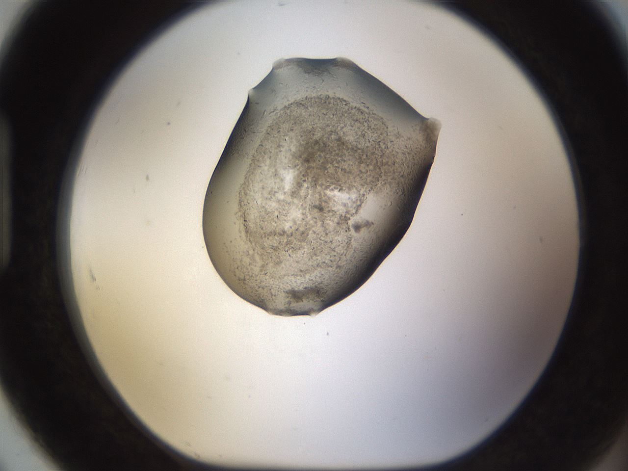 folderID634_plateID2634_batchID13212_wellNum91_profileID1_d1_r209566_ef.jpg