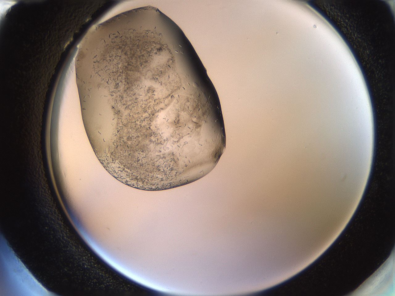 folderID634_plateID2634_batchID13212_wellNum96_profileID1_d2_r209577_ef.jpg