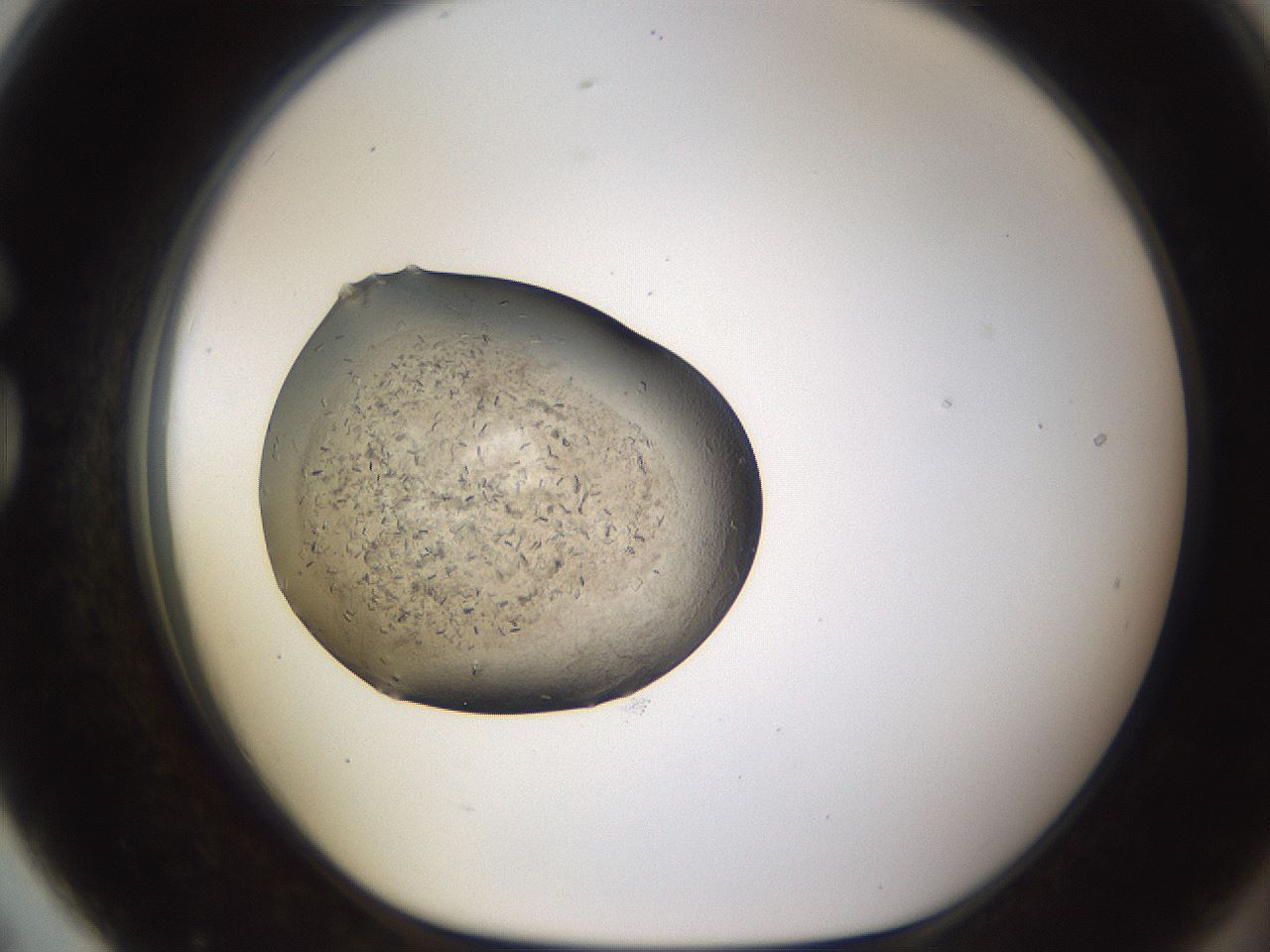 folderID635_plateID2635_batchID13214_wellNum79_profileID1_d1_r210694_ef.jpg