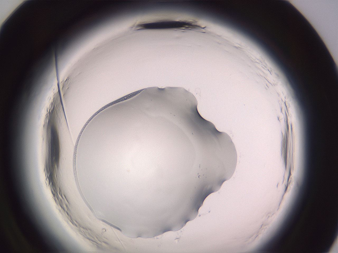 folderID640_plateID2640_batchID13391_wellNum96_profileID1_d2_r214765_ef.jpg