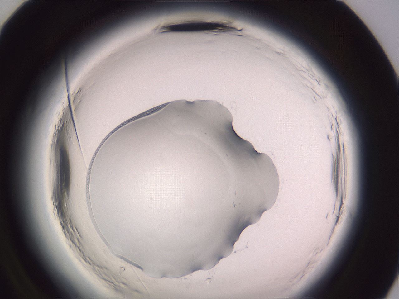 folderID640_plateID2640_batchID13518_wellNum96_profileID1_d2_r214765_ef.jpg