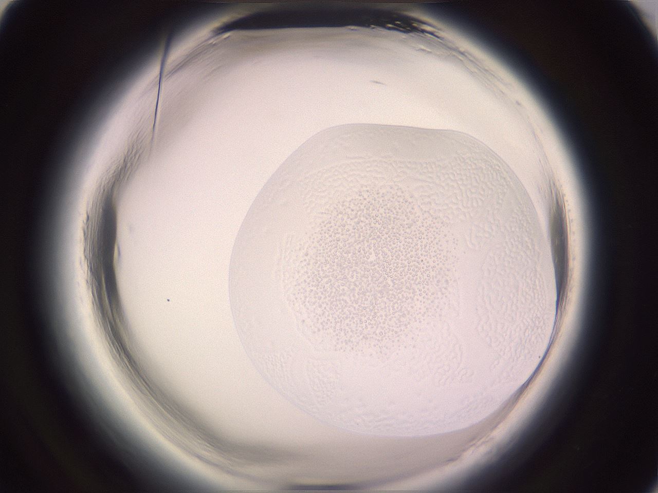 folderID646_plateID2646_batchID13506_wellNum89_profileID1_d1_r213015_ef.jpg