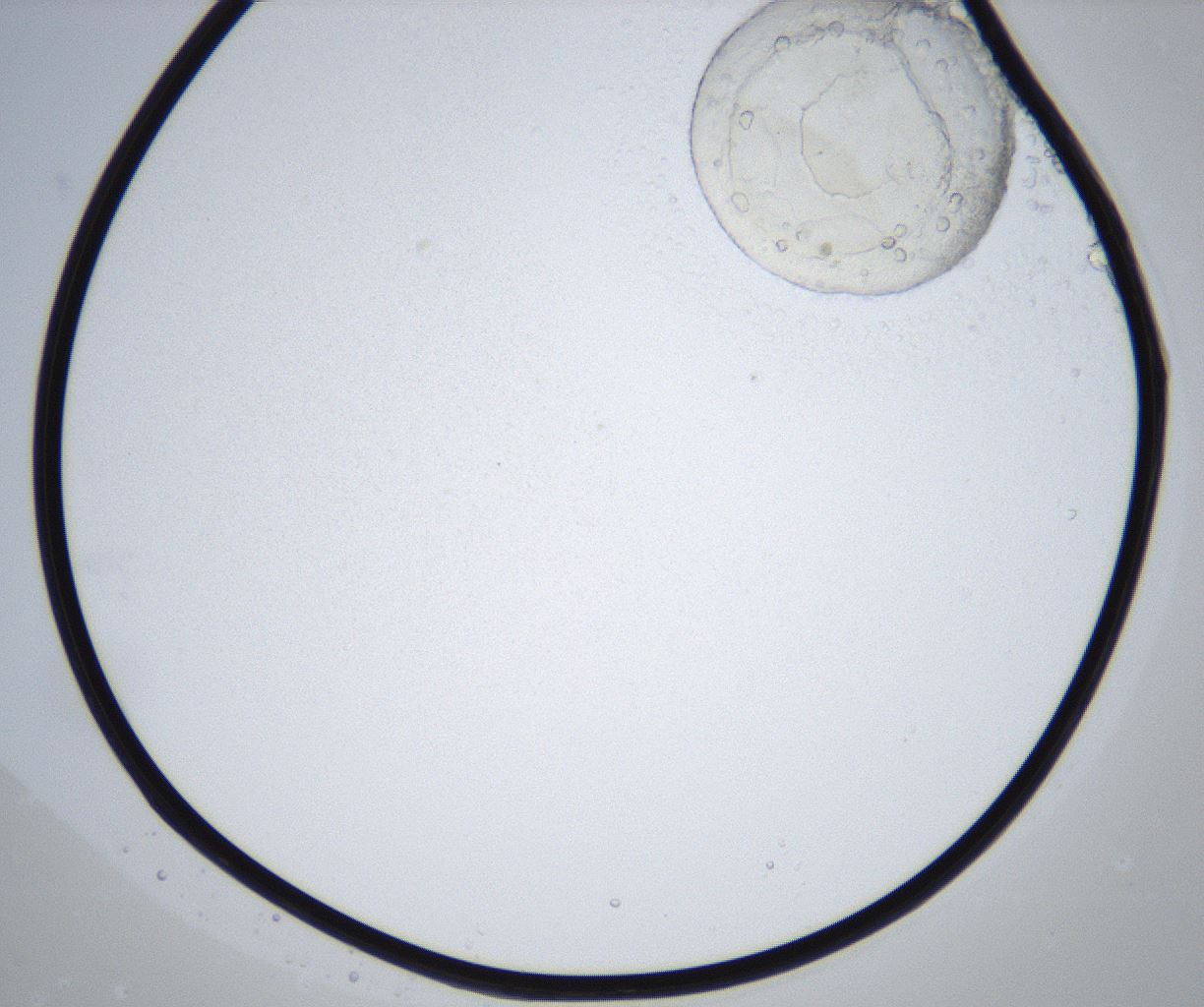 folderID658_plateID2658_batchID13495_wellNum41_profileID1_d1_r211967_ef.jpg