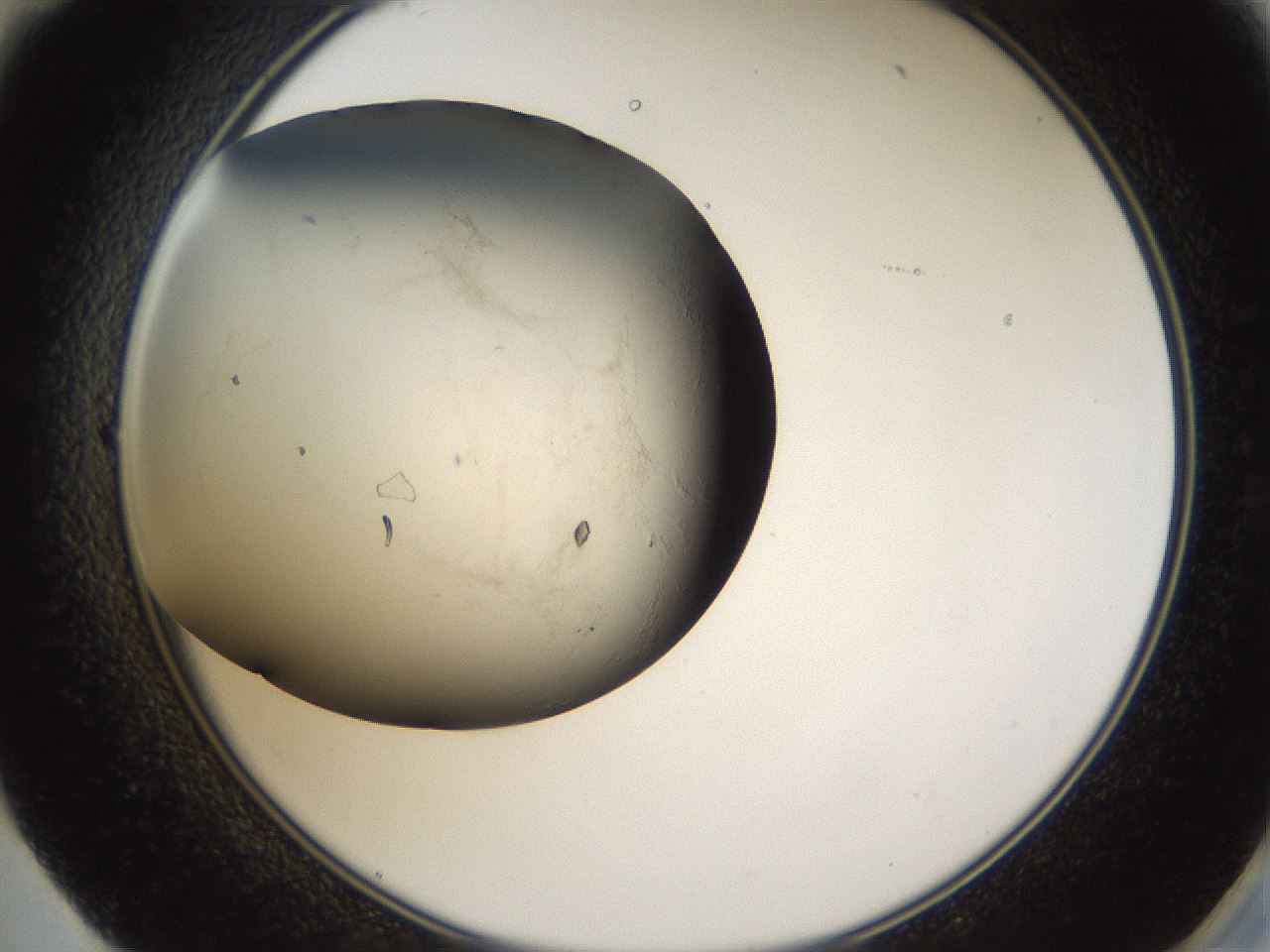 folderID66_plateID1066_batchID2588_wellNum59_profileID1_d2_r53674_ef.jpg