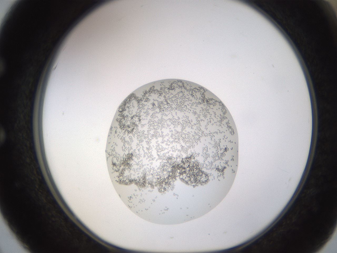 folderID678_plateID2678_batchID13952_wellNum51_profileID1_d1_r217483_ef.jpg