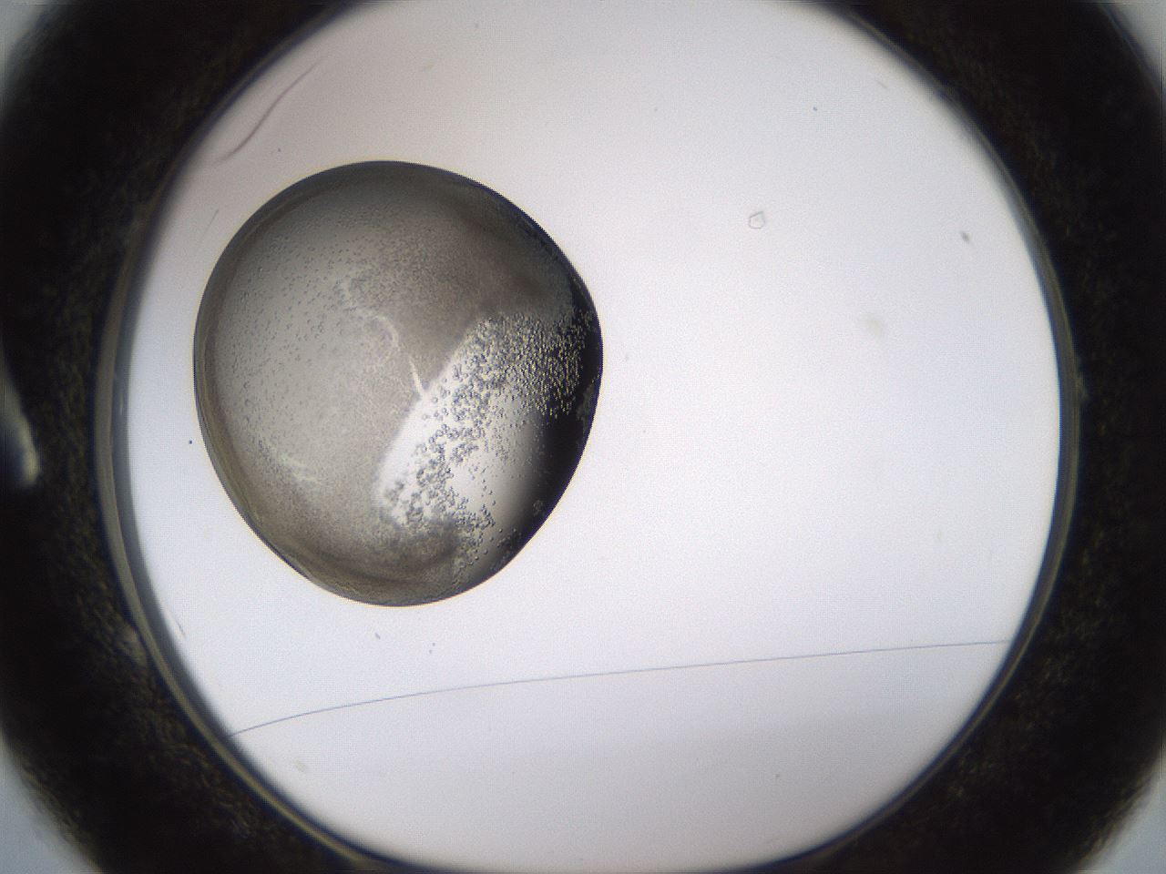 folderID679_plateID2679_batchID13890_wellNum1_profileID1_d1_r217767_ef.jpg