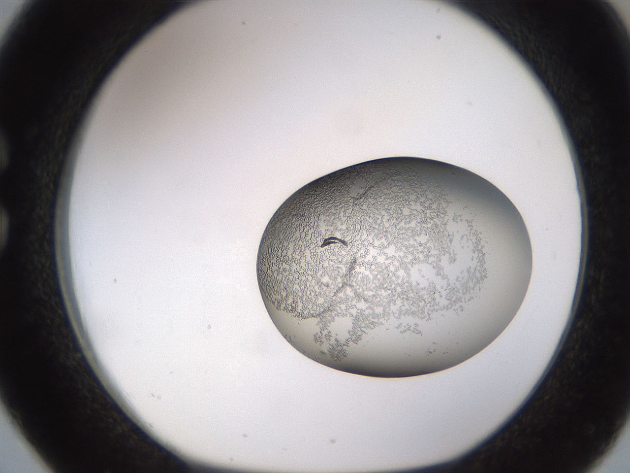 folderID679_plateID2679_batchID13890_wellNum26_profileID1_d1_r217817_ef.jpg