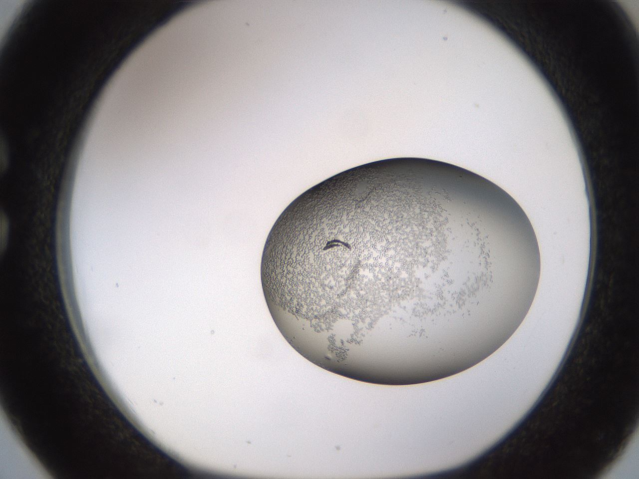 folderID679_plateID2679_batchID13954_wellNum26_profileID1_d1_r217817_ef.jpg