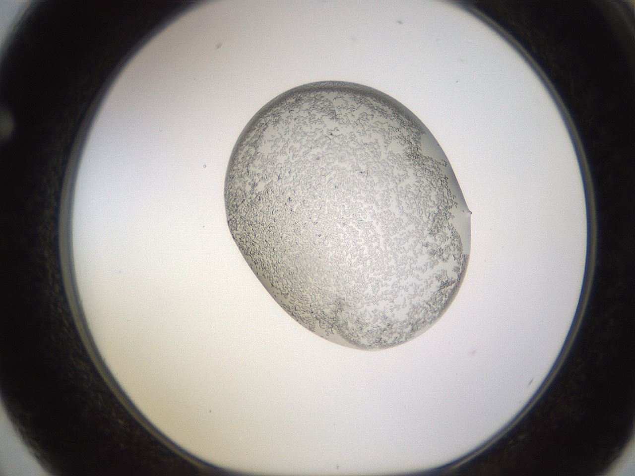folderID681_plateID2681_batchID13900_wellNum62_profileID1_d1_r218849_ef.jpg
