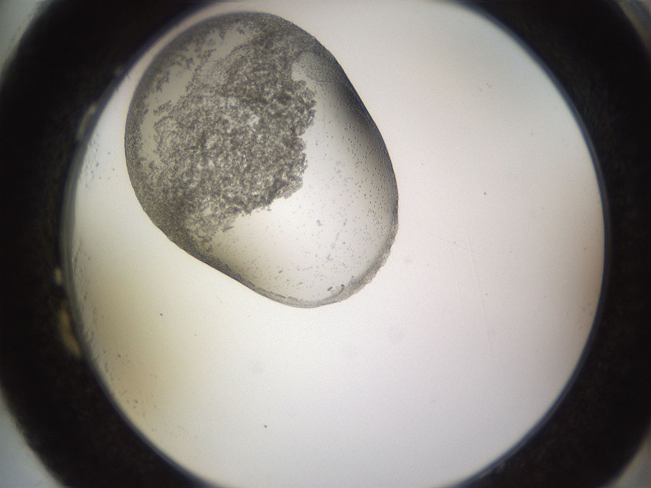 folderID681_plateID2681_batchID14007_wellNum87_profileID1_d2_r218900_ef.jpg