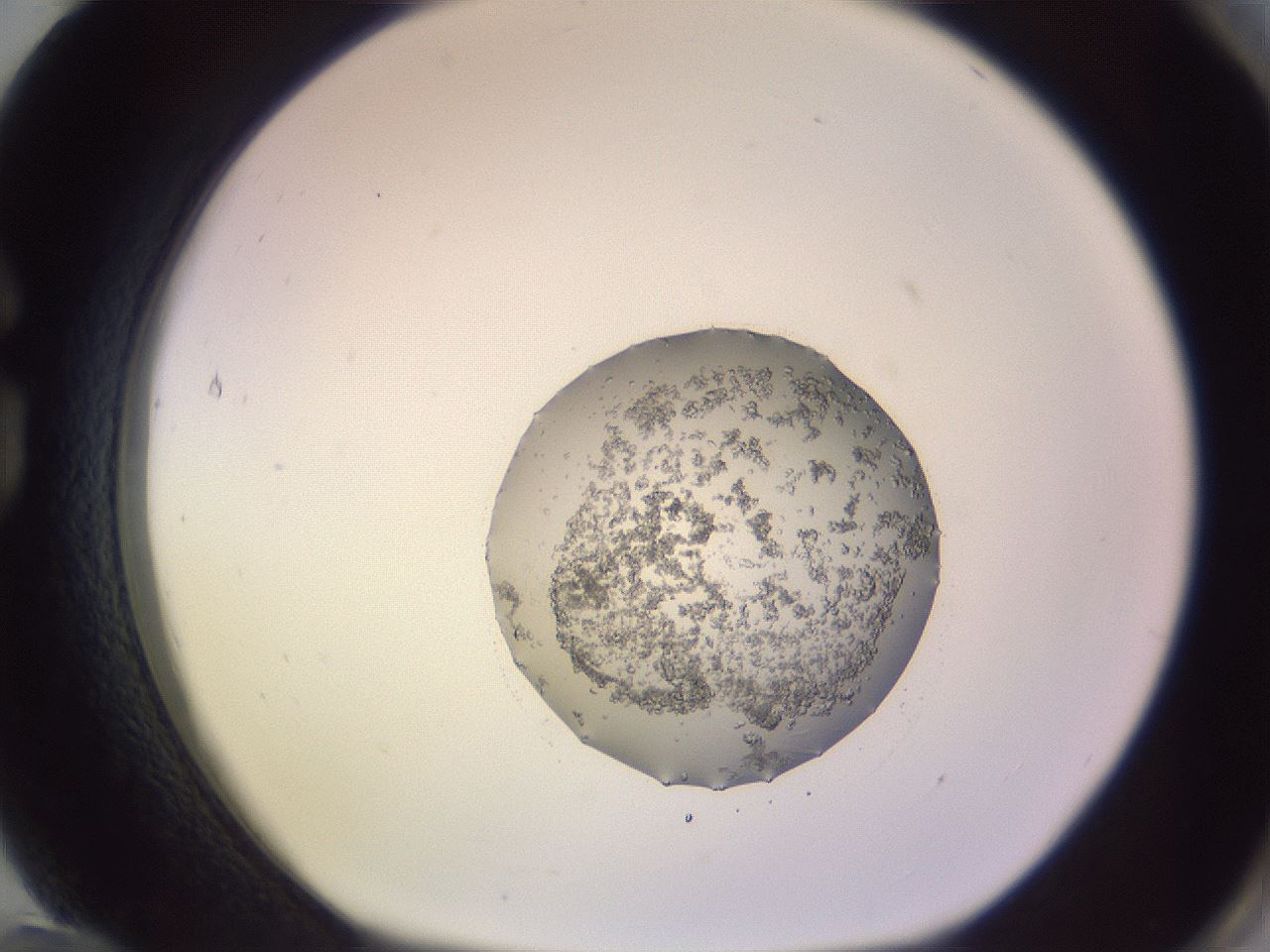 folderID683_plateID2683_batchID13872_wellNum84_profileID1_d1_r217357_ef.jpg