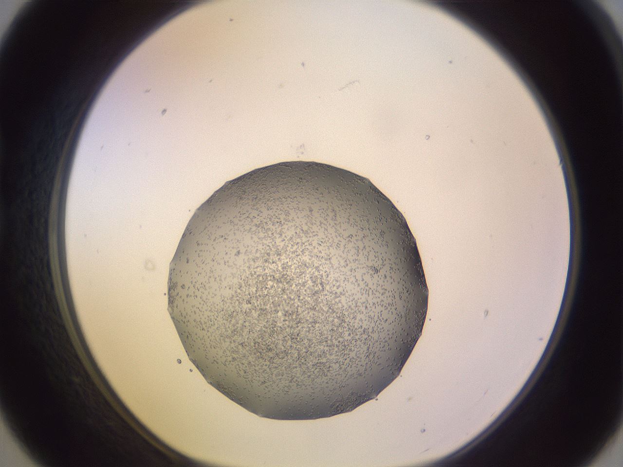 folderID683_plateID2683_batchID13951_wellNum21_profileID1_d1_r217231_ef.jpg