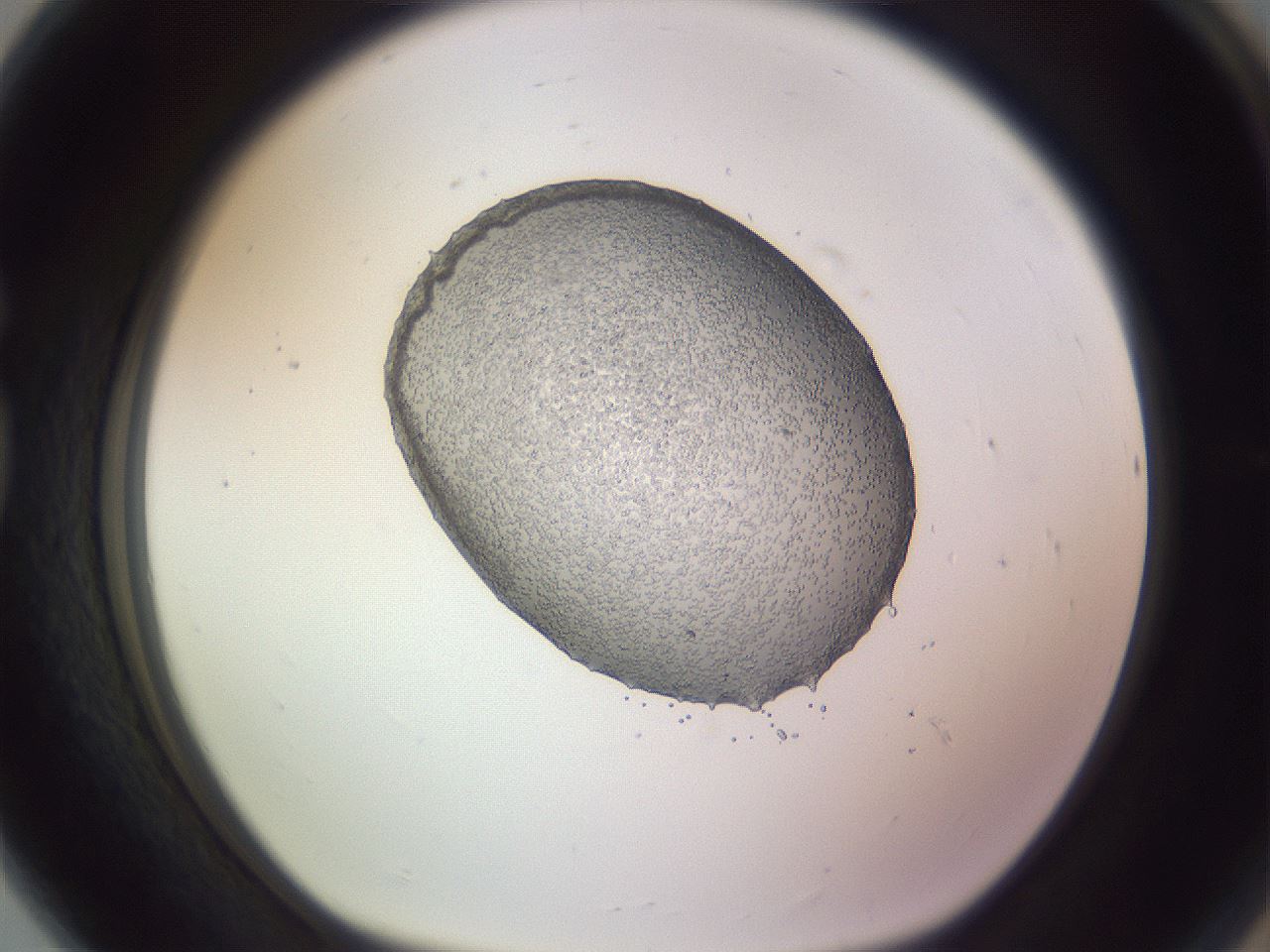 folderID684_plateID2684_batchID13892_wellNum80_profileID1_d1_r218117_ef.jpg