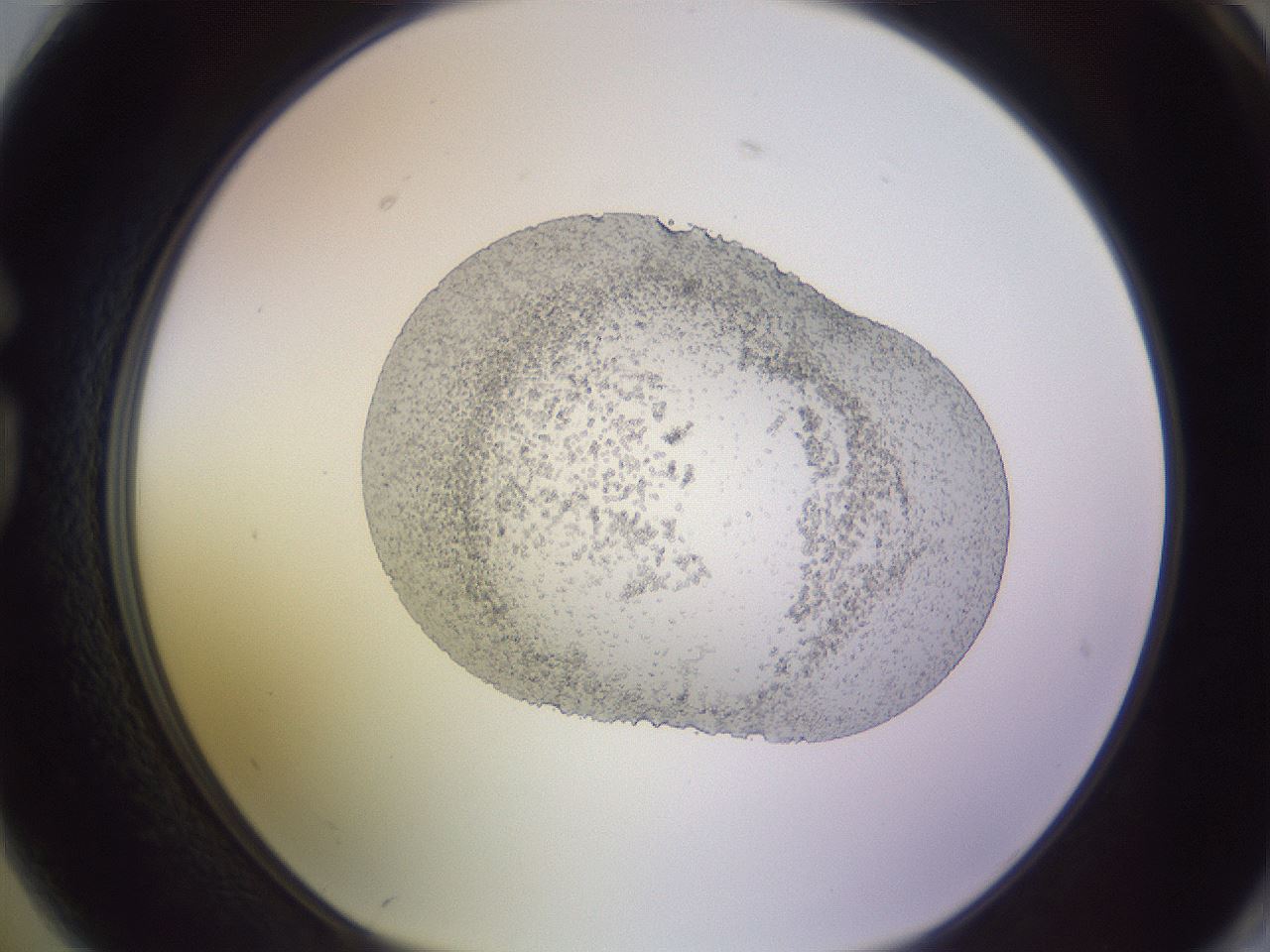 folderID685_plateID2685_batchID13984_wellNum74_profileID1_d1_r218489_ef.jpg
