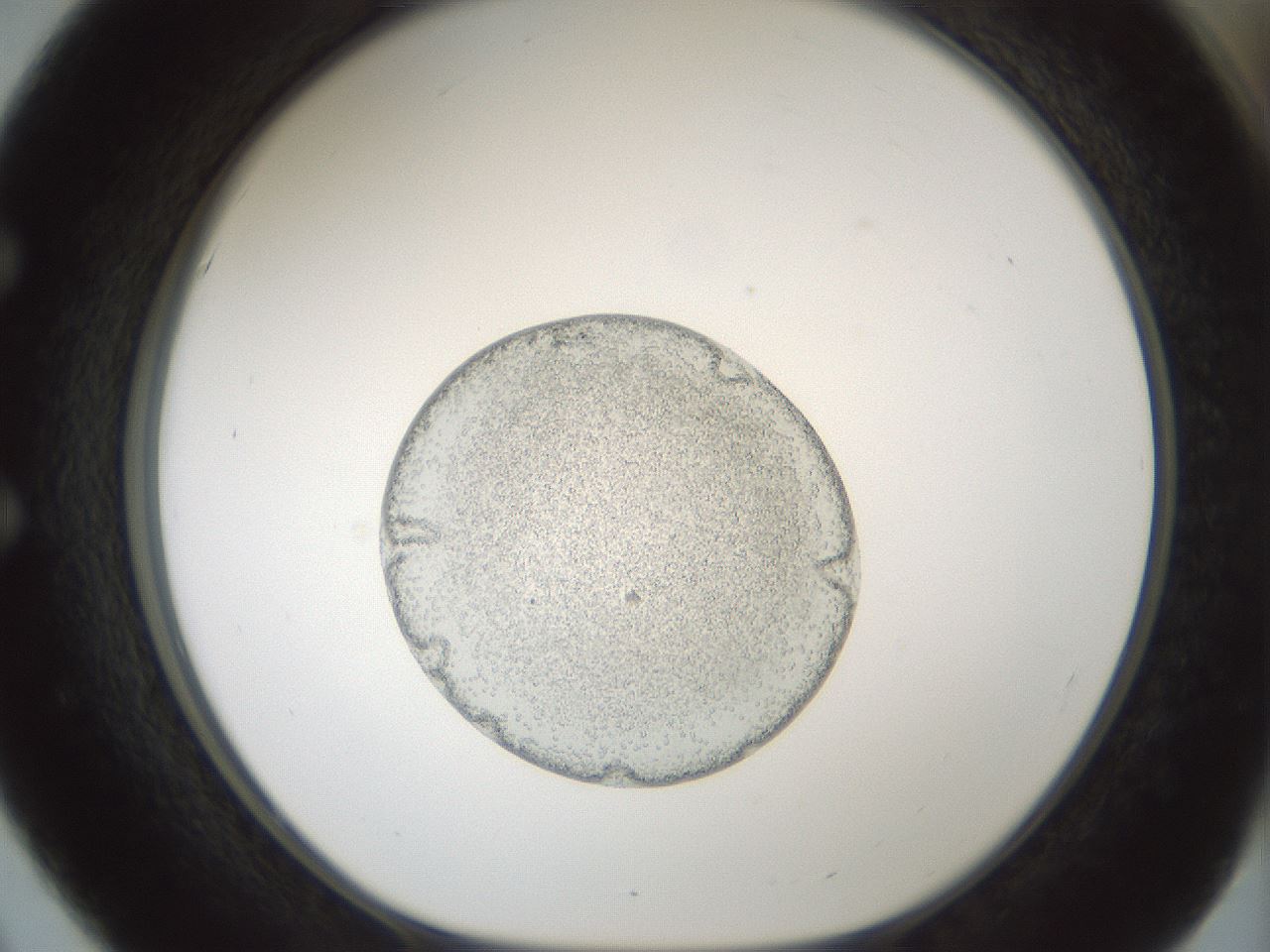 folderID688_plateID2688_batchID13876_wellNum51_profileID1_d1_r217099_ef.jpg