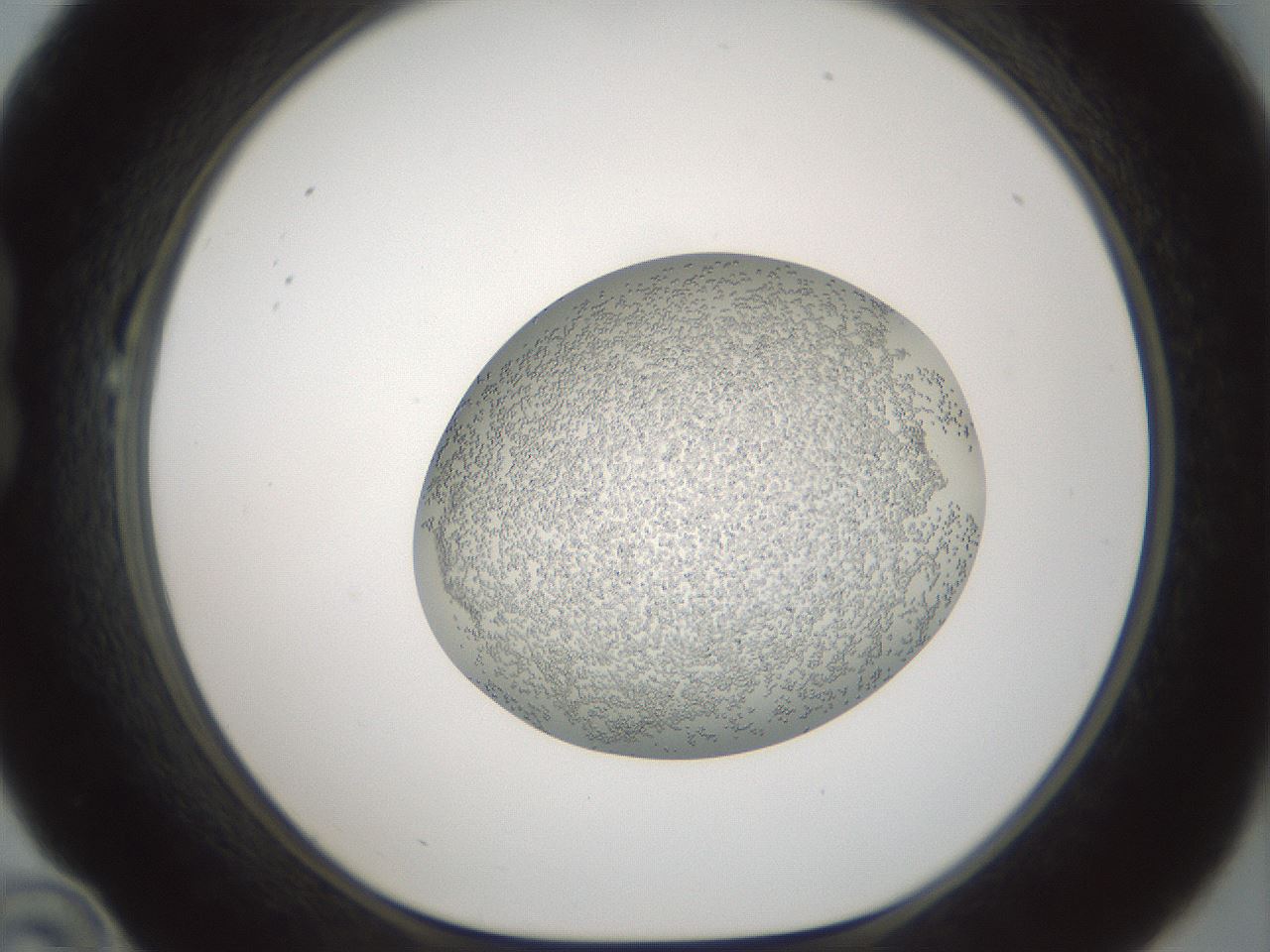 folderID689_plateID2689_batchID13896_wellNum22_profileID1_d1_r217617_ef.jpg