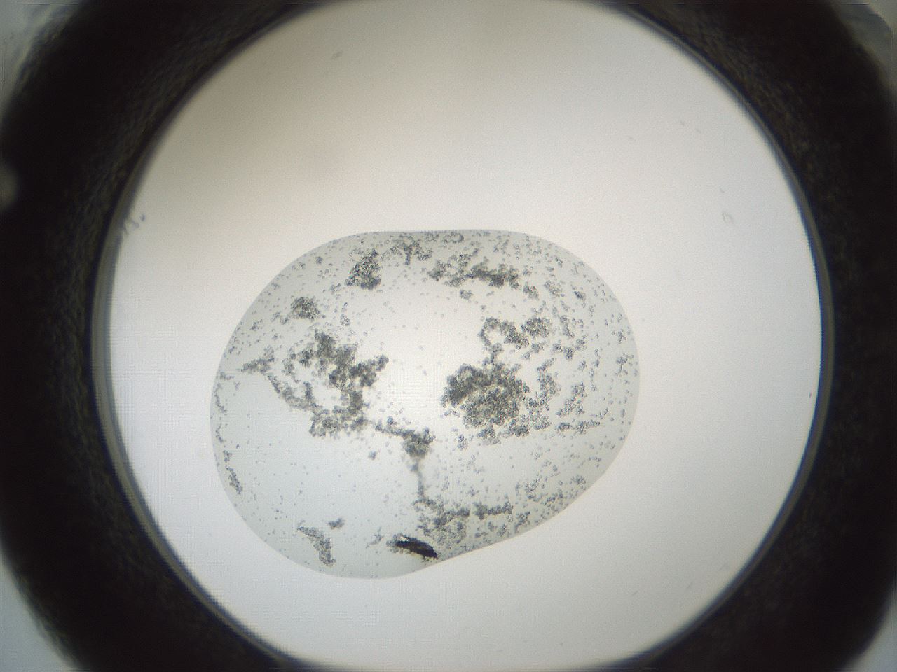 folderID689_plateID2689_batchID13896_wellNum61_profileID1_d1_r217695_ef.jpg