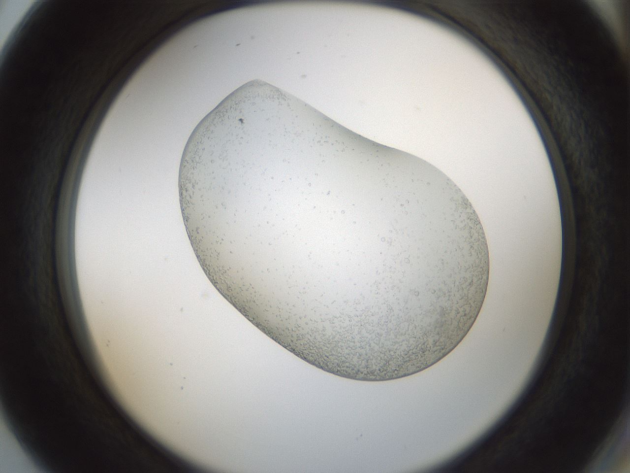 folderID689_plateID2689_batchID13896_wellNum80_profileID1_d2_r217734_ef.jpg