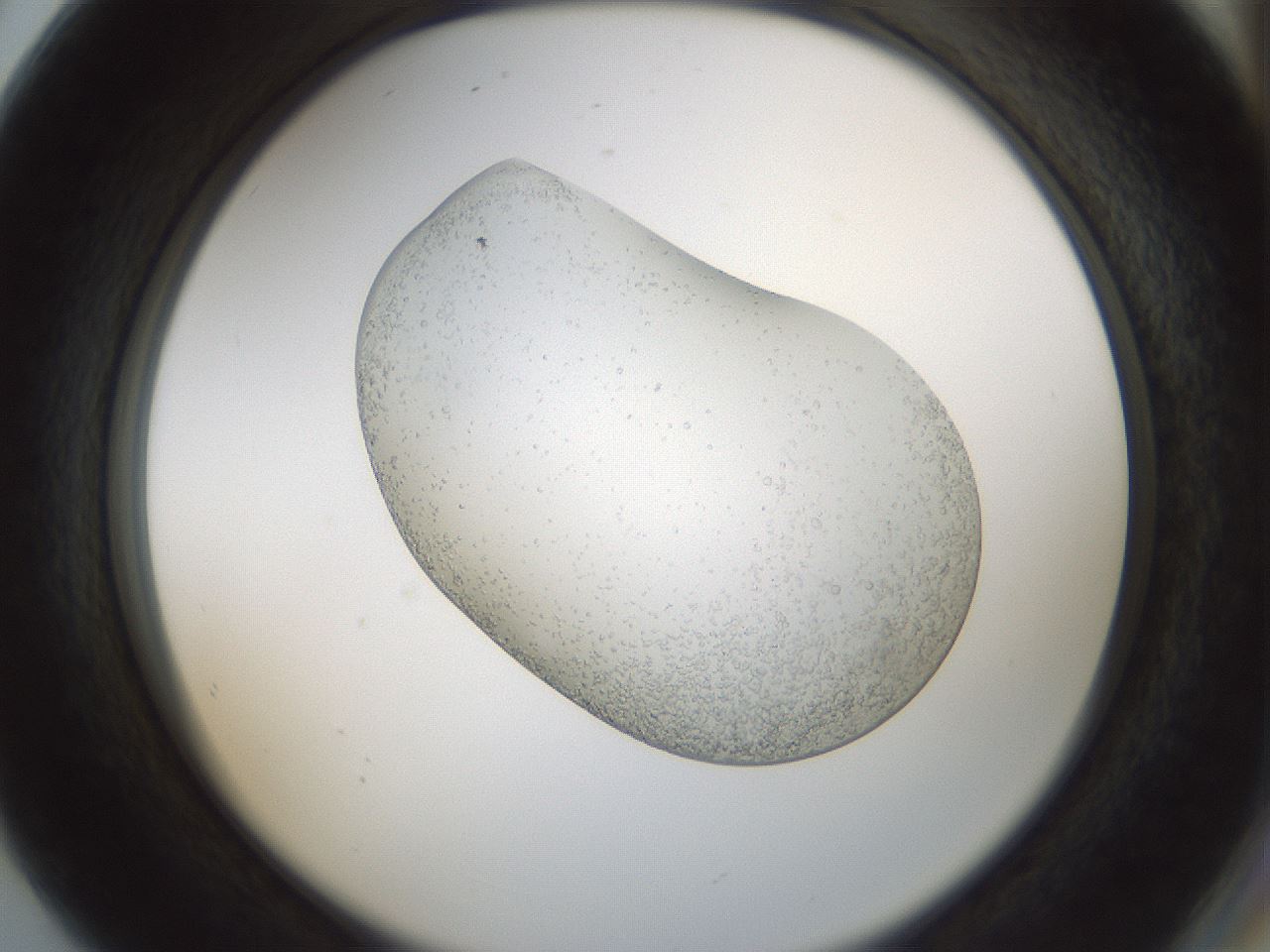 folderID689_plateID2689_batchID13953_wellNum80_profileID1_d2_r217734_ef.jpg