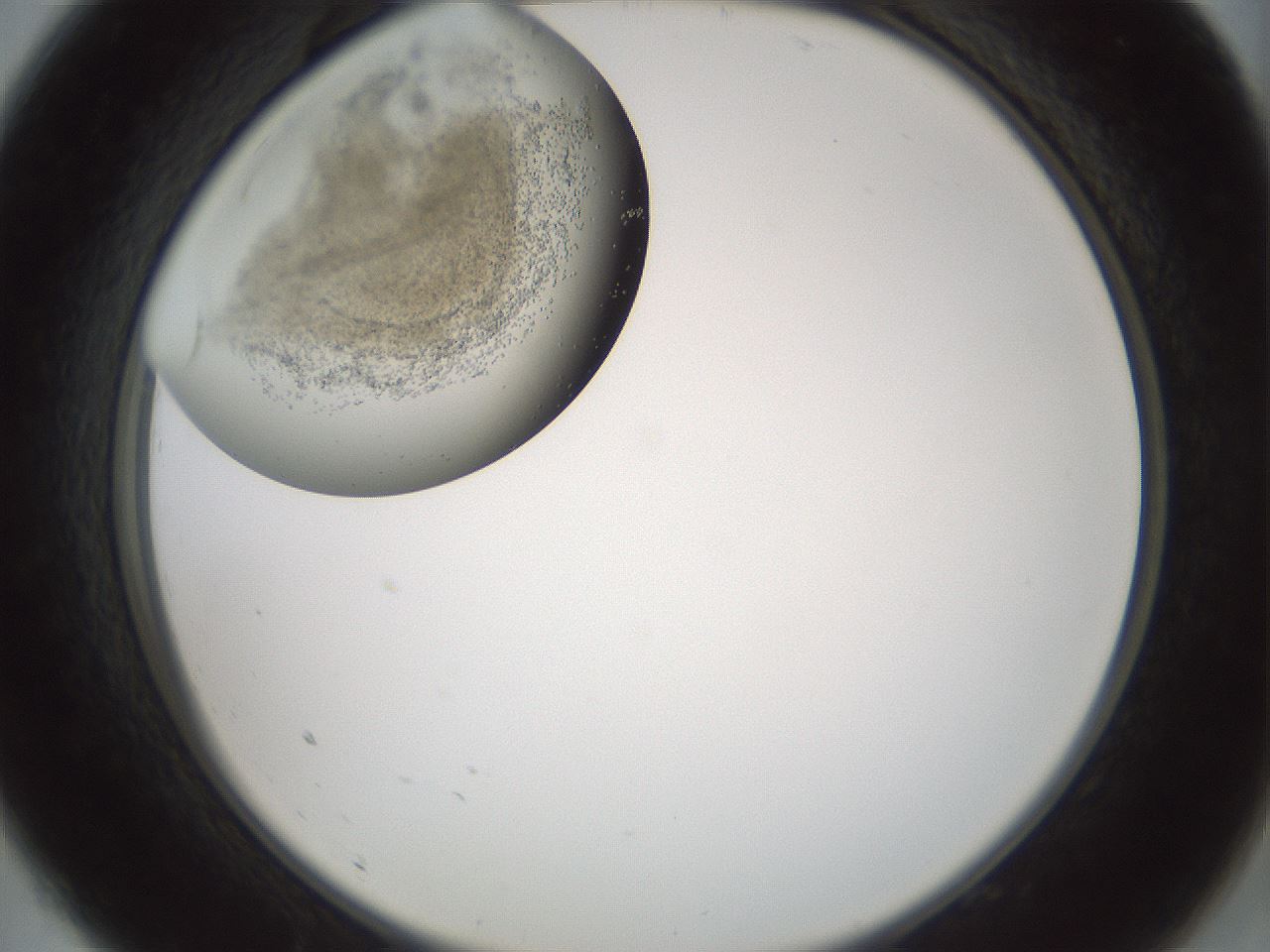 folderID690_plateID2690_batchID13913_wellNum9_profileID1_d2_r218552_ef.jpg
