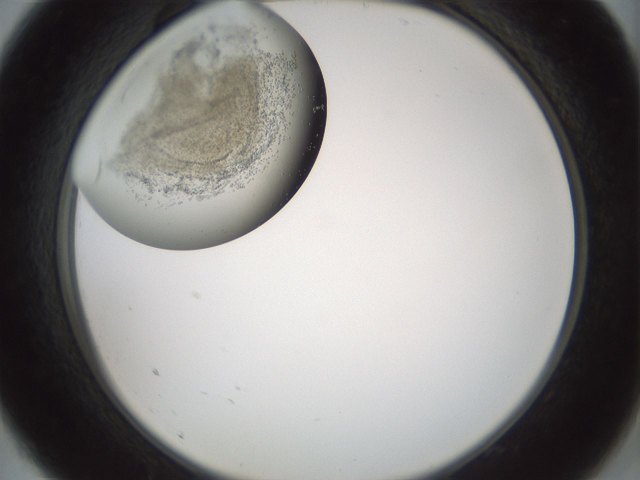 folderID690_plateID2690_batchID13997_wellNum9_profileID1_d2_r218552_ef.jpg