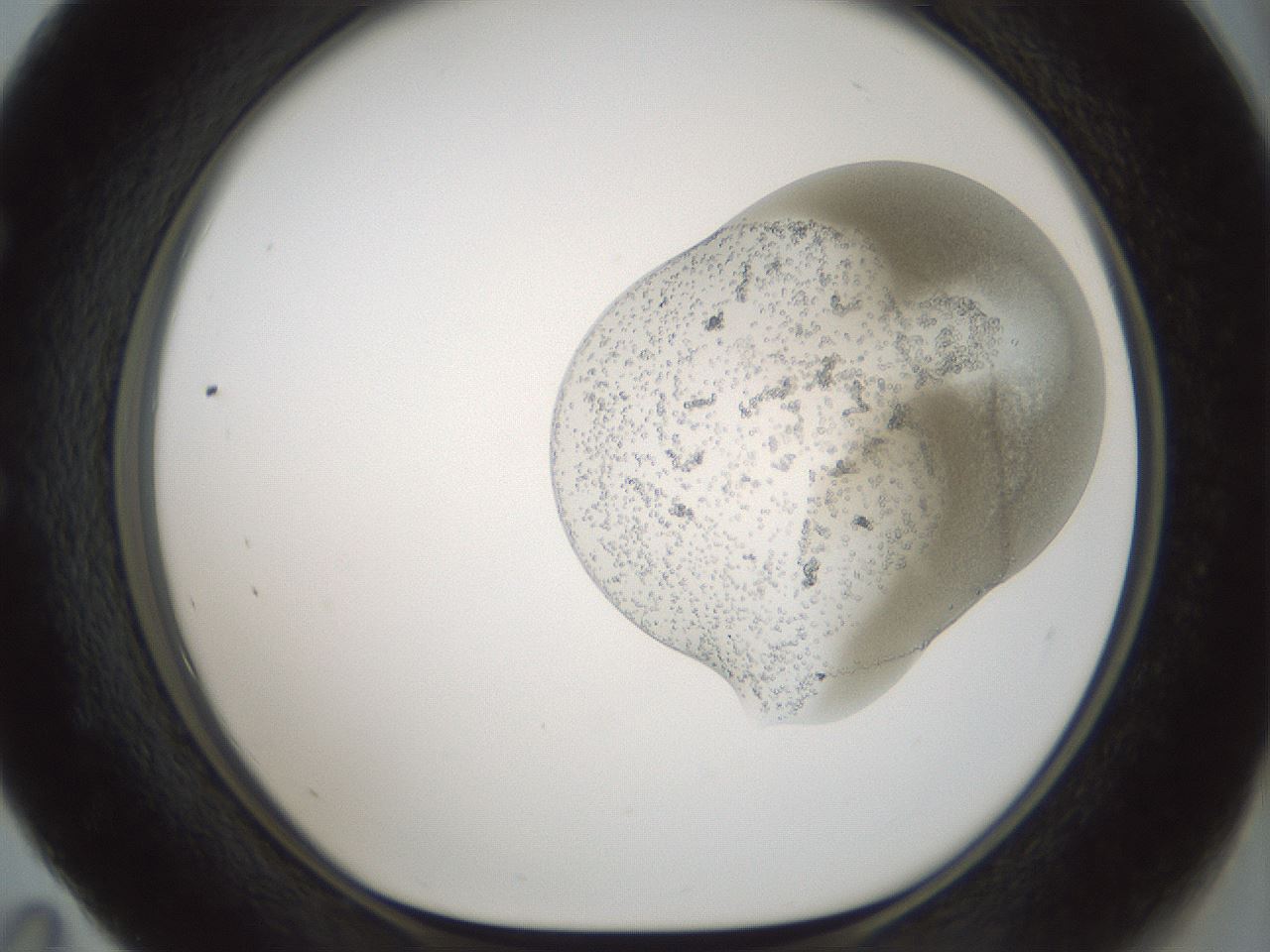 folderID692_plateID2692_batchID14001_wellNum59_profileID1_d1_r219611_ef.jpg