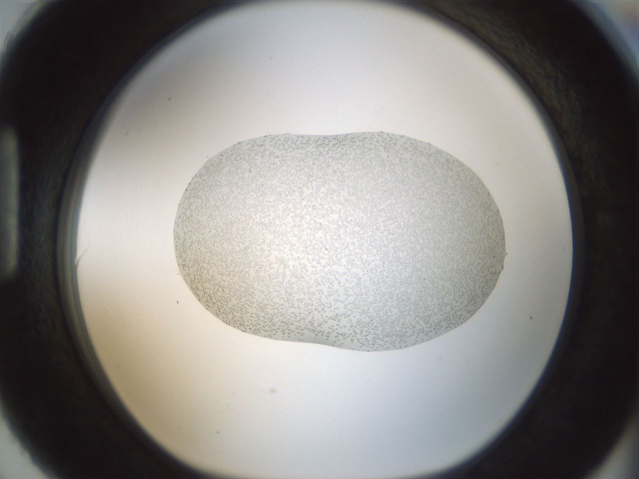 folderID692_plateID2692_batchID14001_wellNum90_profileID1_d1_r219673_ef.jpg