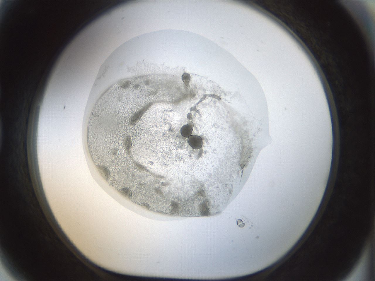 folderID69_plateID1069_batchID2493_wellNum81_profileID1_d1_r49301_ef.jpg
