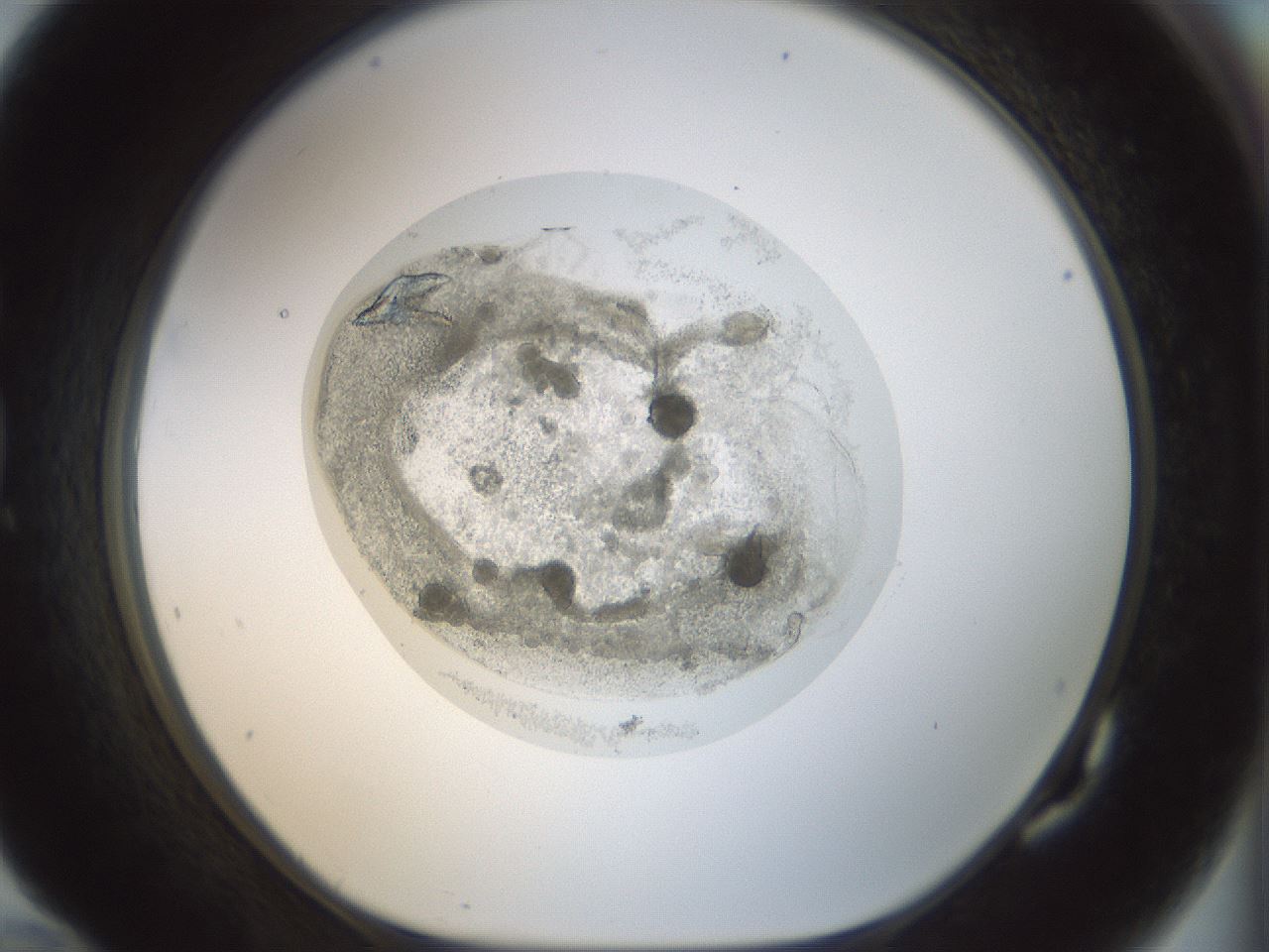folderID69_plateID1069_batchID2493_wellNum82_profileID1_d1_r49303_ef.jpg
