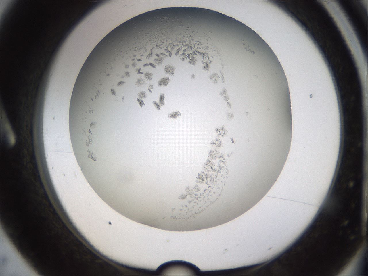 folderID779_plateID2779_batchID14695_wellNum8_profileID1_d1_r228049_ef.jpg