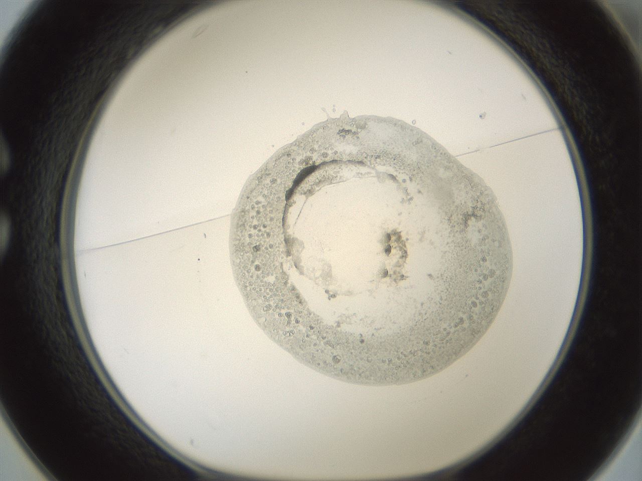 folderID797_plateID2797_batchID14946_wellNum25_profileID1_d1_r230136_ef.jpg