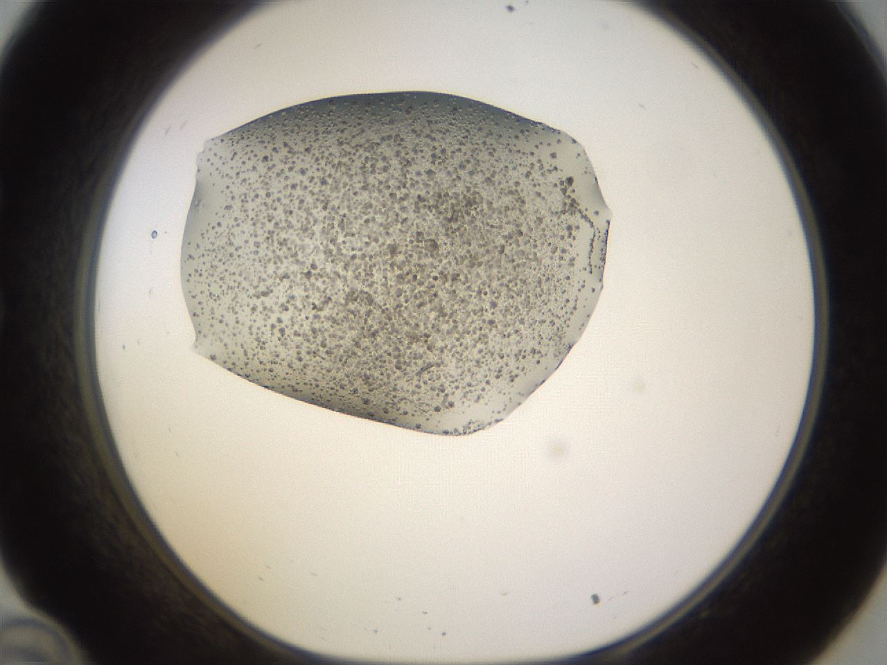folderID815_plateID1815_batchID7658_wellNum34_profileID1_d1_r120738_ef.jpg