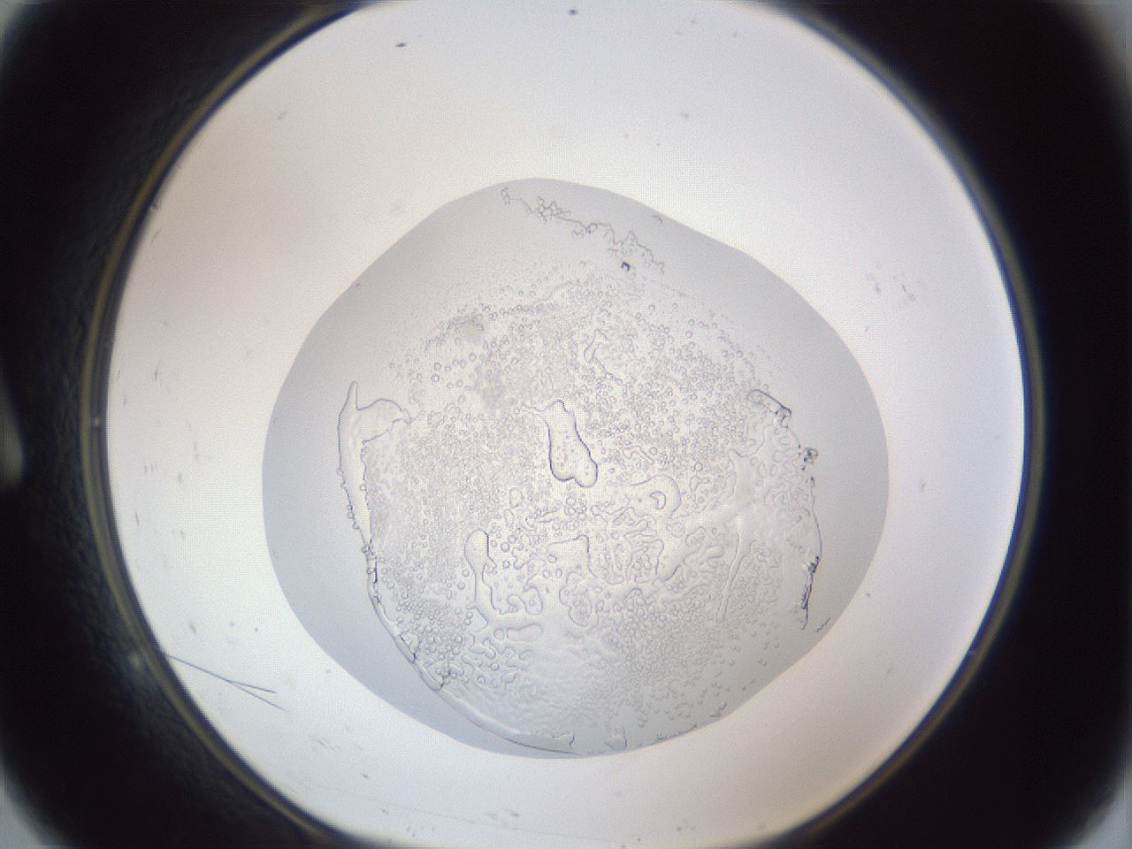 folderID83_plateID1083_batchID2491_wellNum9_profileID1_d1_r49349_ef.jpg