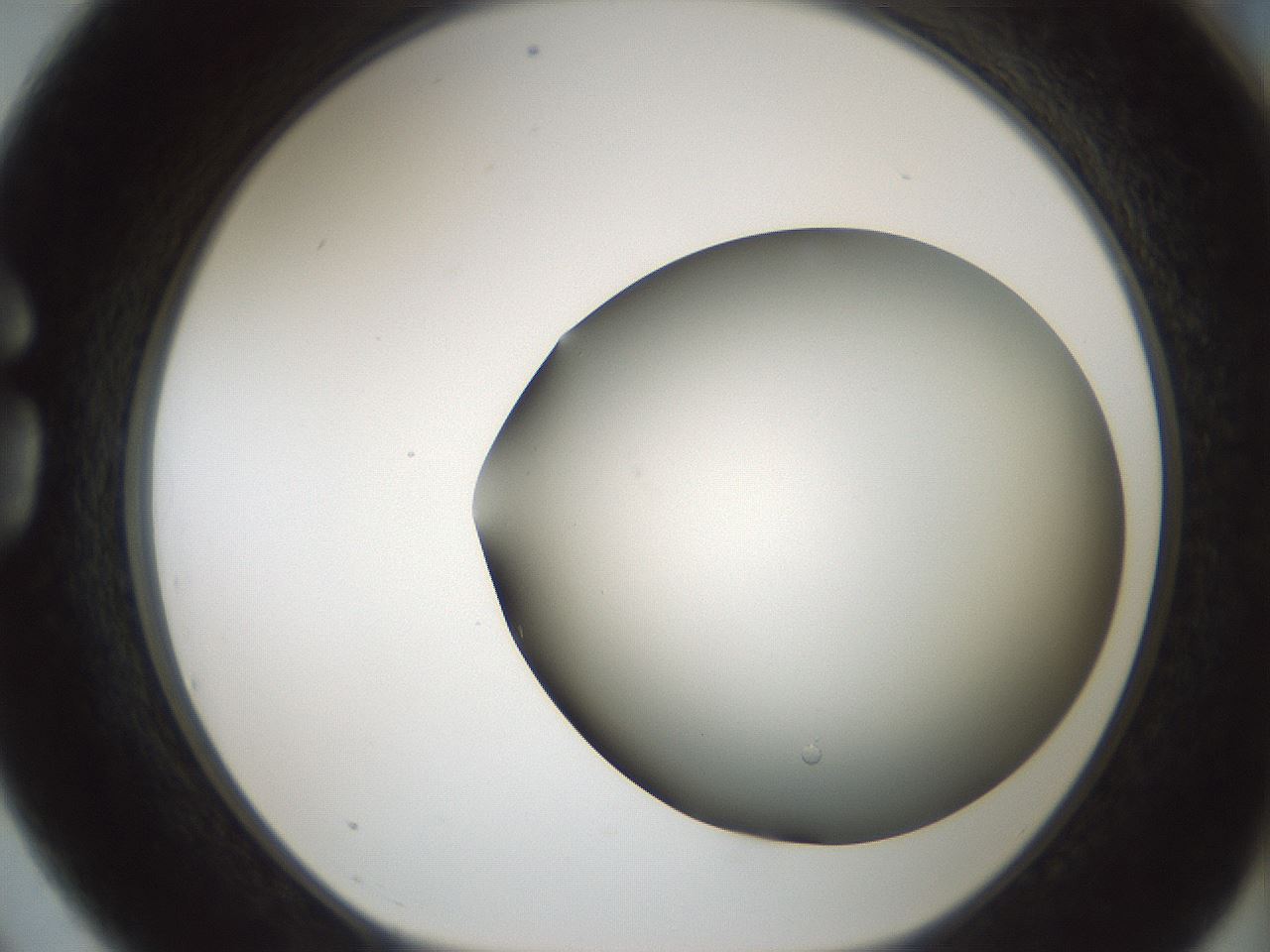 folderID849_plateID2849_batchID15356_wellNum75_profileID1_d1_r232898_ef.jpg