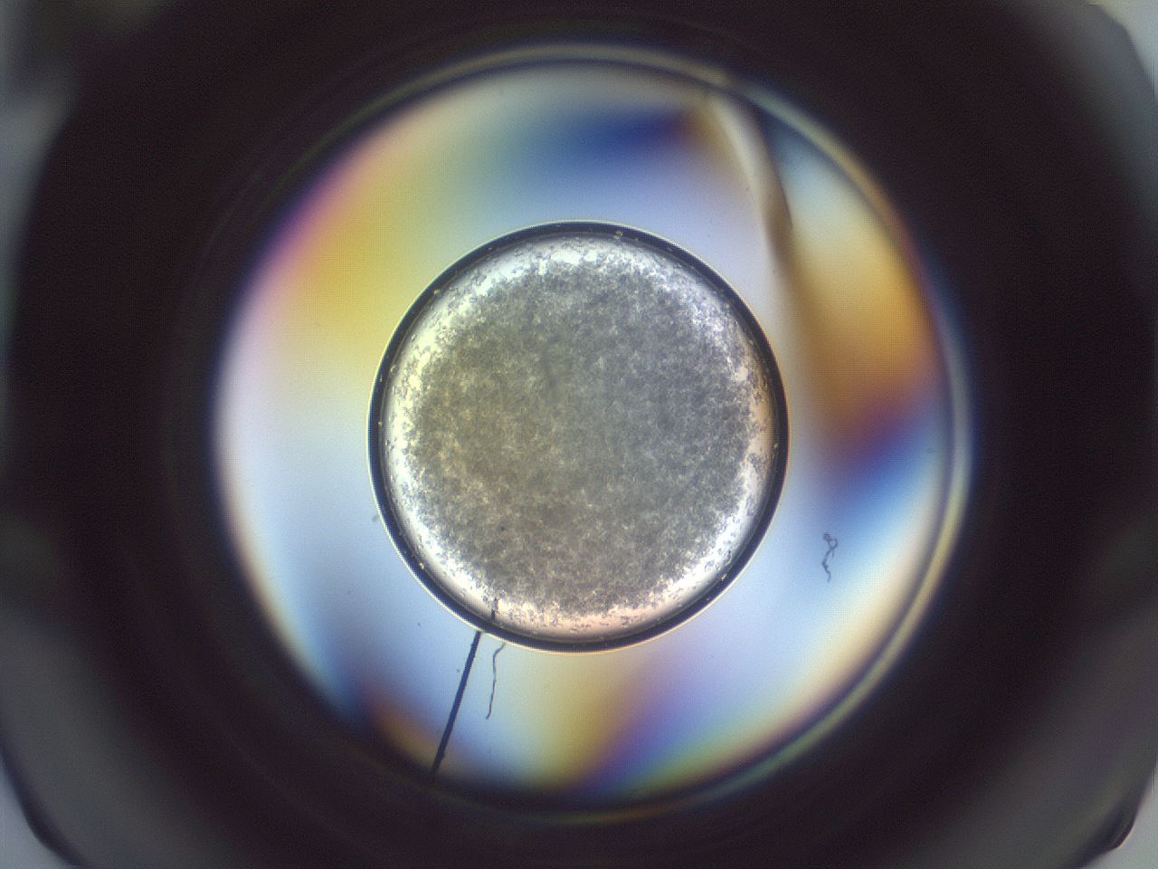 folderID871_plateID1871_batchID7938_wellNum7_profileID1_d1_r126669_ef.jpg
