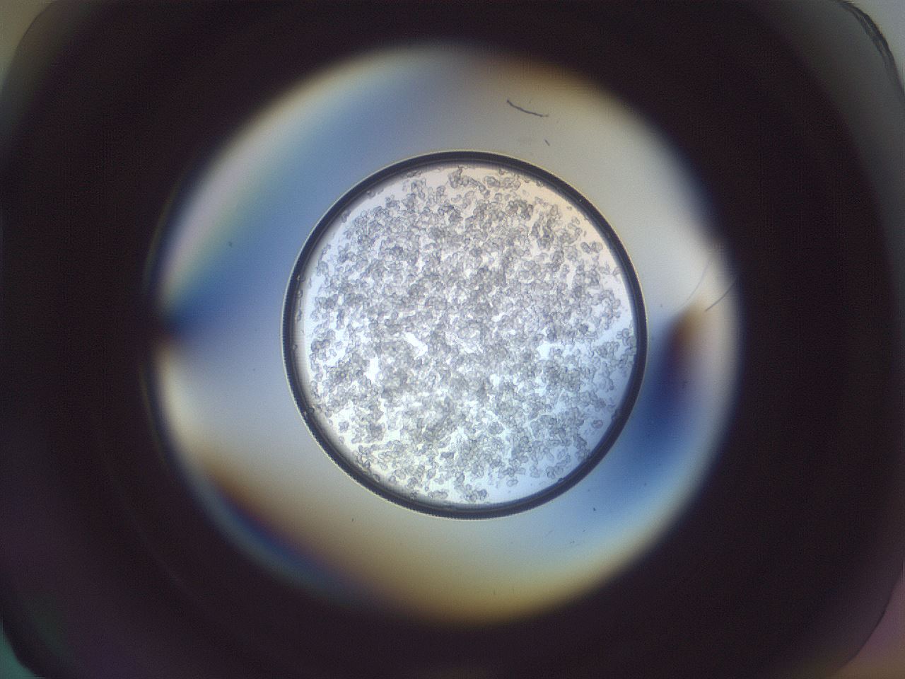 folderID883_plateID1883_batchID7997_wellNum12_profileID1_d1_r126745_ef.jpg